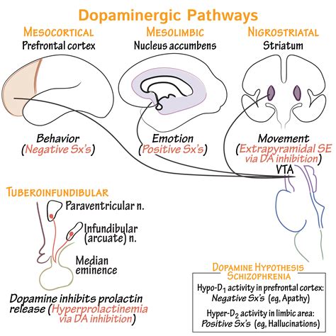 What are the 4 dopamine pathways?