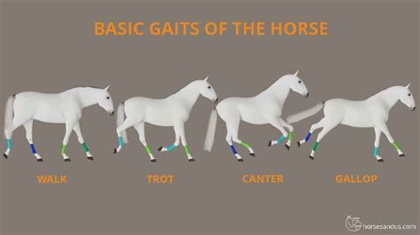 What are the 4 gaits of a horse?