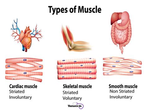 What are the 4 main types of muscles?