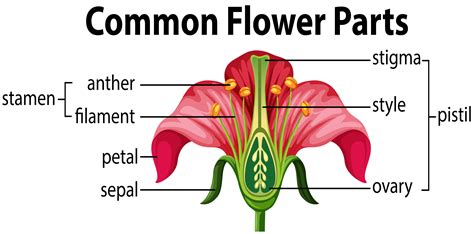 What are the 4 parts of the flower?