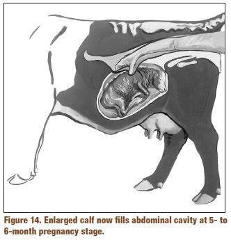 What are the 4 signs of pregnancy in cows?