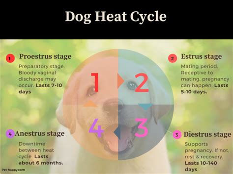 What are the 4 stages of a dog in heat?