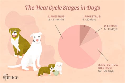 What are the 4 stages of a dog in heat?