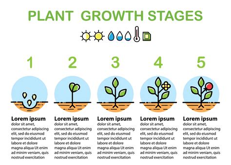 What are the 4 stages of plant growth?