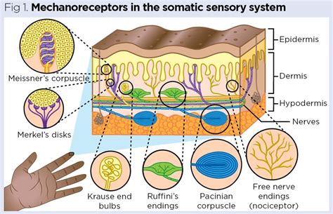 What are the 4 touch sensations?