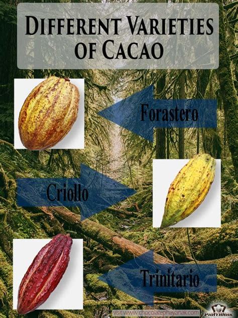 What are the 4 types of cocoa?