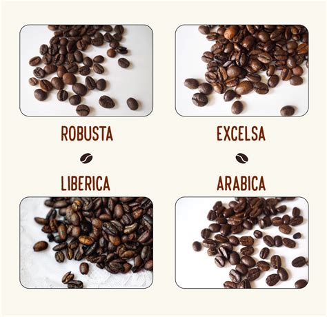 What are the 4 types of coffee?