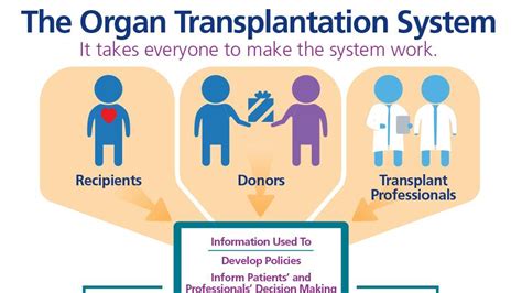 What are the 4 types of transplants?