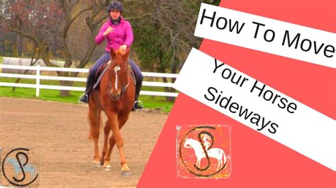 What are the 4 ways a horse moves?