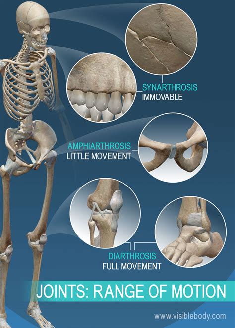 What are the 5 functions of joints?