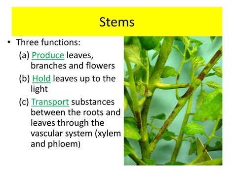 What are the 5 functions of stems?