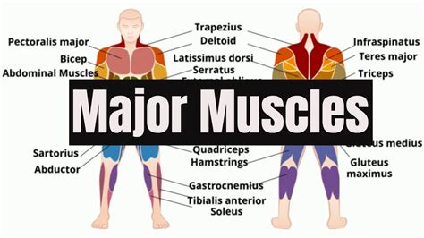What are the 5 largest muscles in your body?