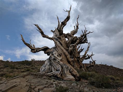 What are the 5 oldest trees in the world?