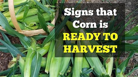 What are the 5 signs that crops are ready for harvest?