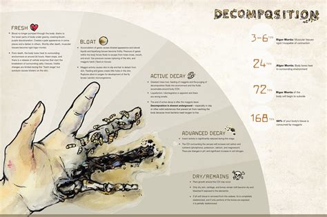 What are the 5 stages of decomposition?