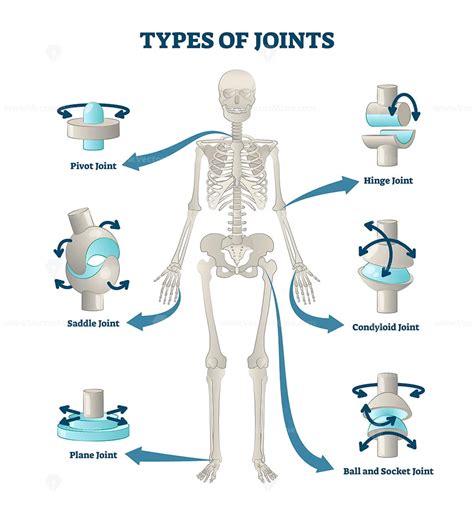 What are the 5 types of joints and give an example of each?