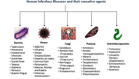 What are the 6 main types of infectious agents?
