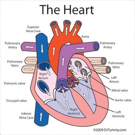 What are the 6 structures of the heart?