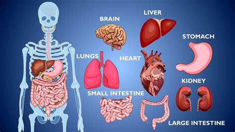 What are the 7 body organs?