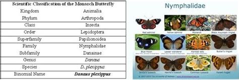 What are the 7 levels of classification for a butterfly?