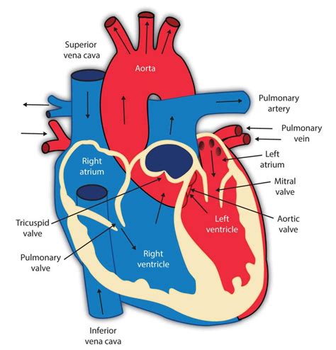 What are the 7 main parts of the heart?