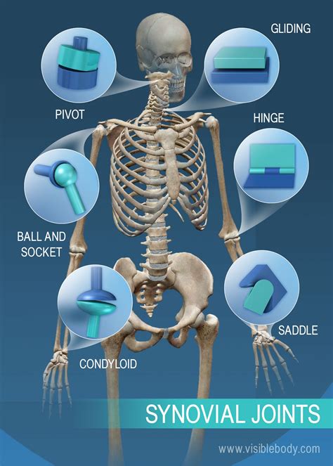 What are the 7 major joints in the body?