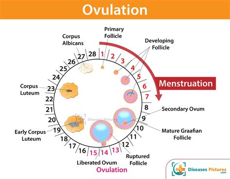 What are the 7 signs of ovulation?