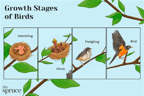 What are the 7 stages of a bird?