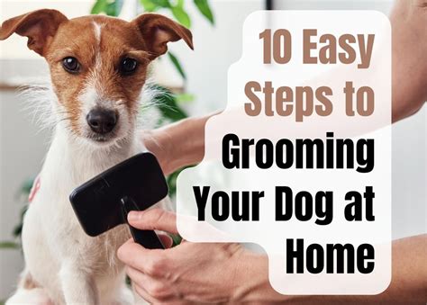 What are the 7 steps of grooming a dog?