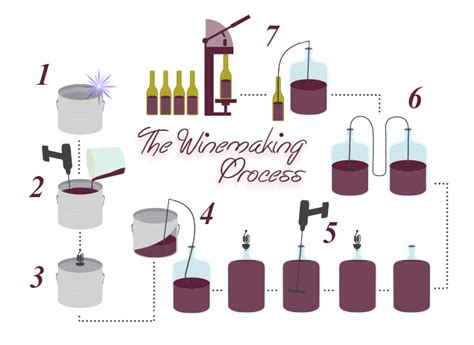 What are the 7 steps of wine making process?