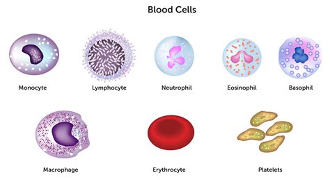 What are the 7 types of blood cells?
