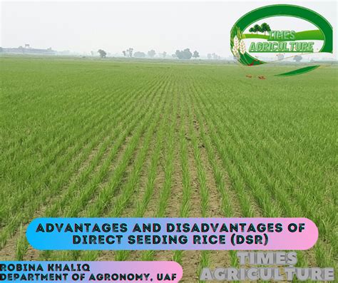 What are the advantages and disadvantages of seeding?