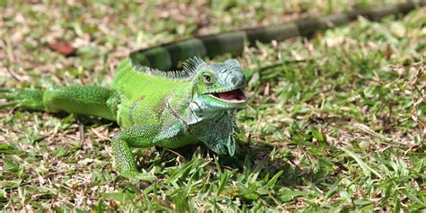 What are the bad things about iguanas?
