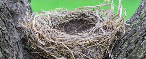 What are the benefits of an empty nest?