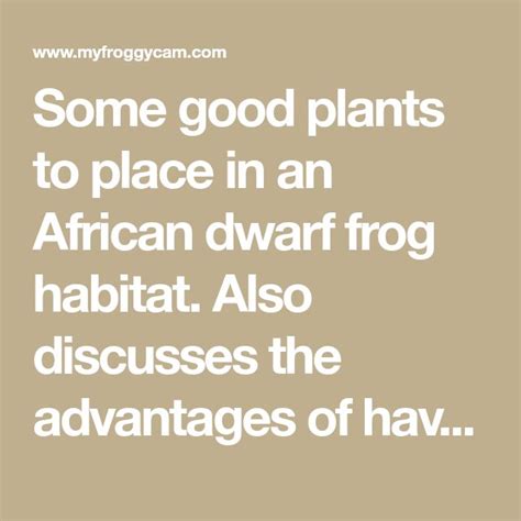 What are the benefits of having a frog?