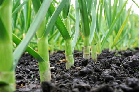 What are the best conditions for growing garlic?