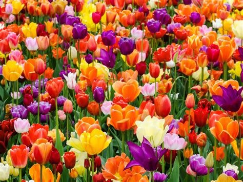 What are the best edible tulips?