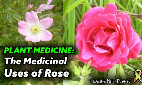 What are the best roses for medicinal use?