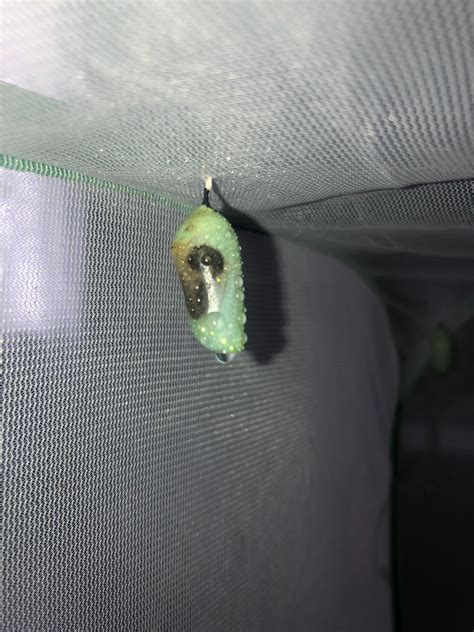 What are the black spots on chrysalis?