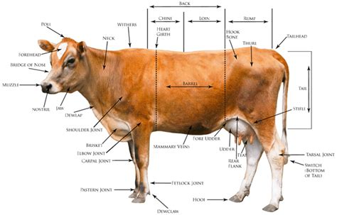 What are the body conformation characteristics of dairy cattle?