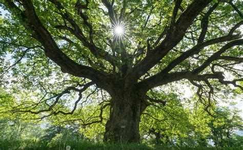 What are the characteristics of the oak tree?