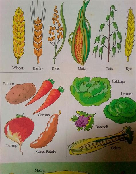 What are the classification of crops and their uses?