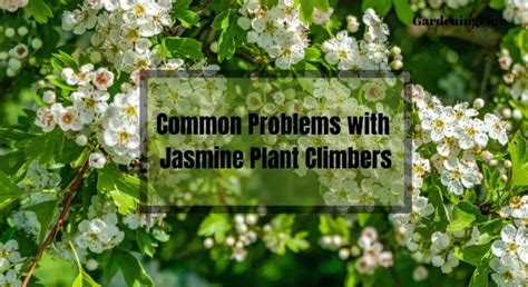 What are the climber problems with jasmine plants?