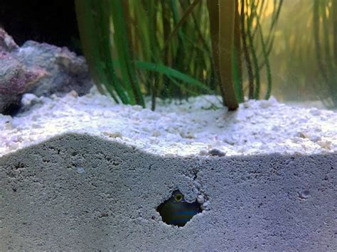 What are the cons of sand in aquarium?