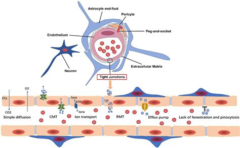 What are the consequences of BBB?