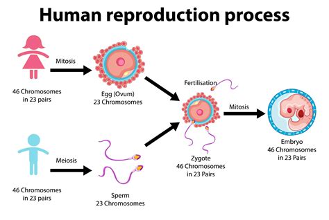 What are the cycles of reproduction?