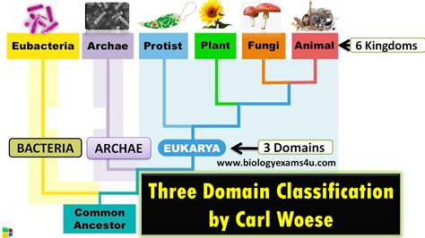 What are the different types of domains in classification?
