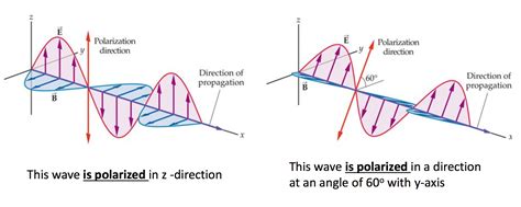 What are the different types of signal polarization?