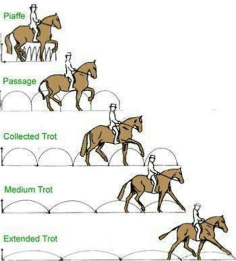 What are the different types of trotting?