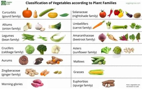What are the different ways in classifying vegetables?